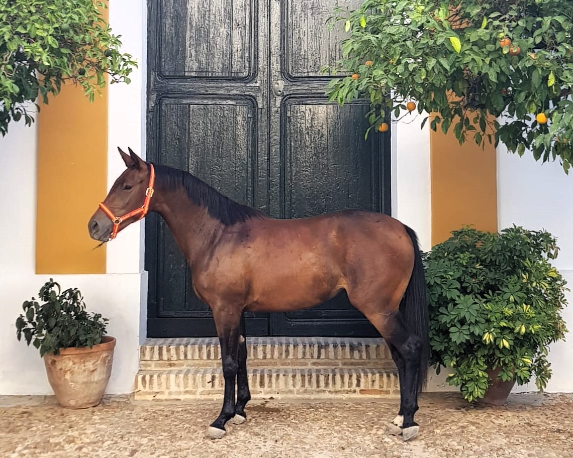 horse